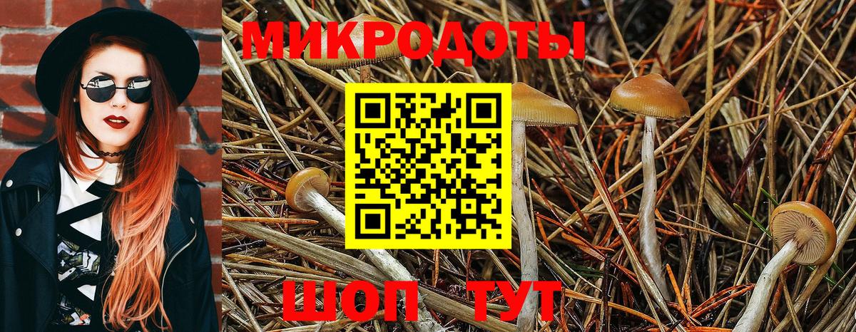 Тара  Псилоцибиновые грибы мицелий  Вход с VPN 