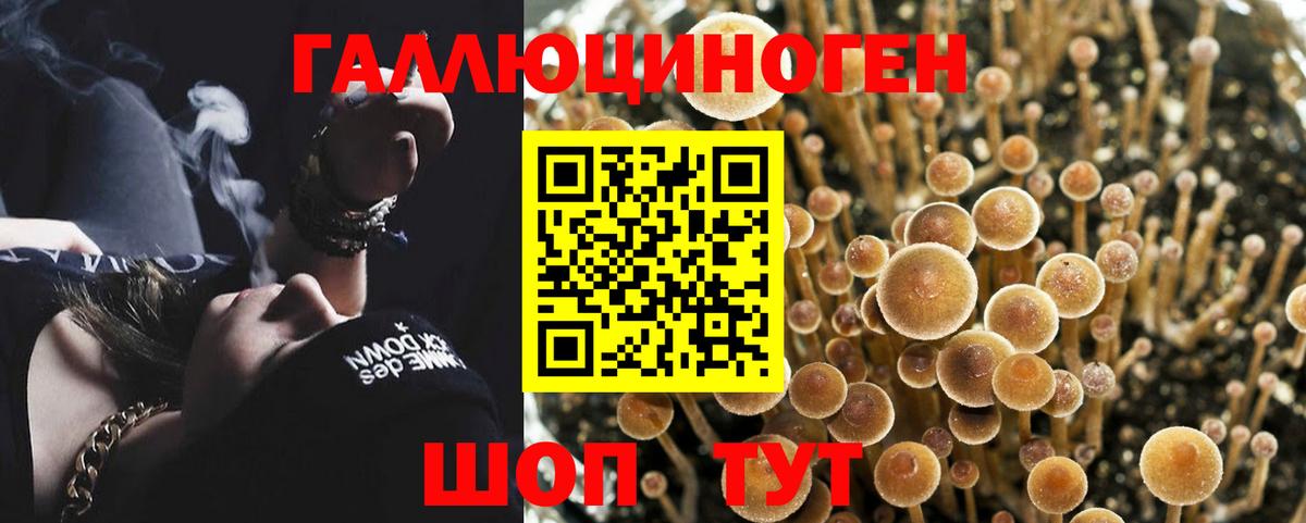 Псилоцибиновые грибы мицелий Тара